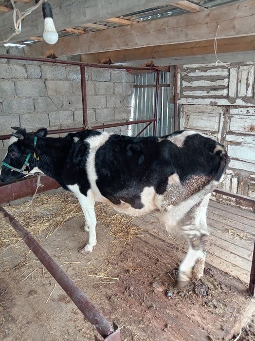 Екі сыйыр сатылады