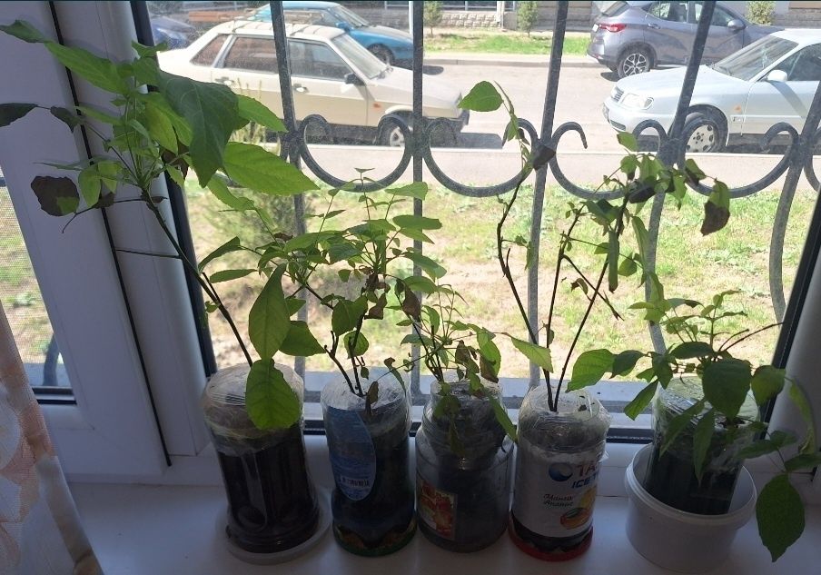 Продам саженцы грецкого ореха