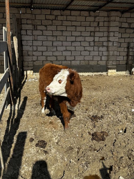 Ақ бас парода қашар