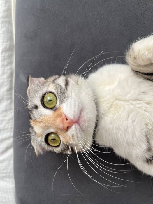 Кошка шодлански