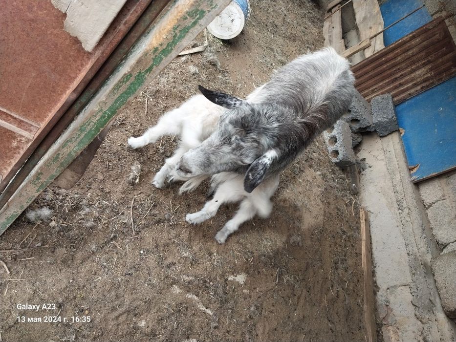 180000 опши сатылады