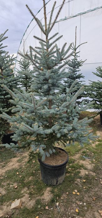 Tuia magnoli artar japonez mesteacăn tei platani