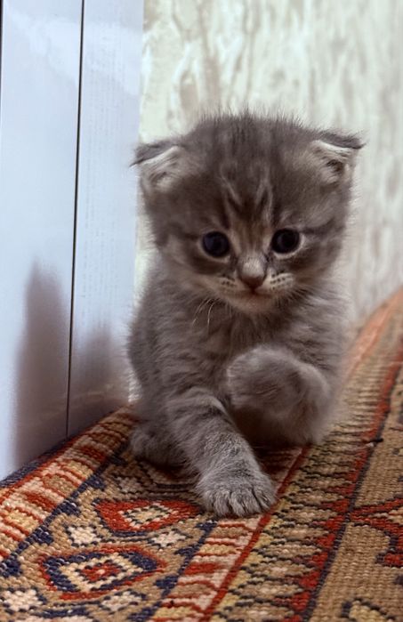 Мушук  Шотландский Вислоухи