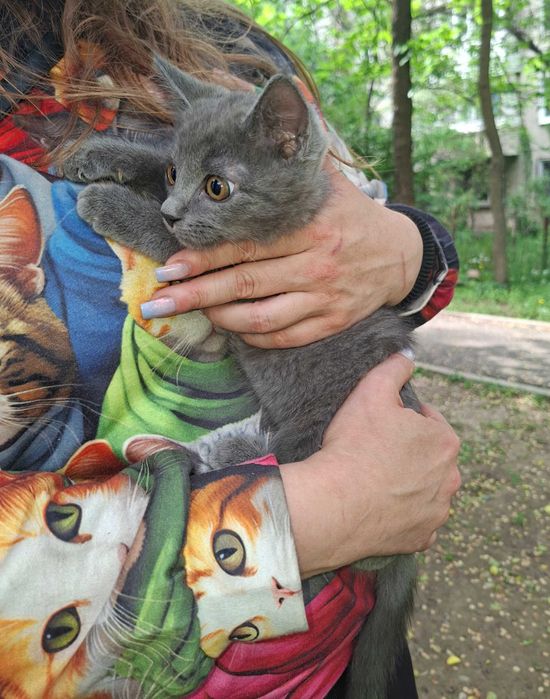 Отдам котёнка в добрые руки