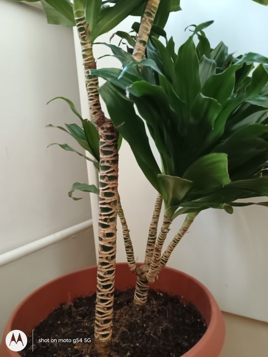 Драцена  и 2 бр.аглаонема, 70см красиви, добре отглеждани стайни цветя