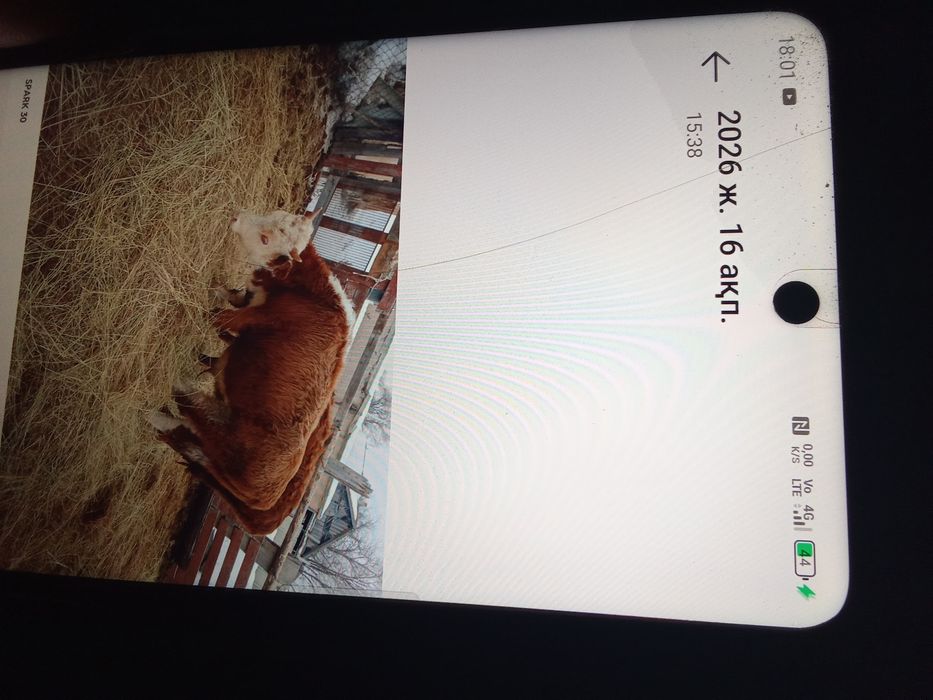 15 бұқа,екі сиыр сатам