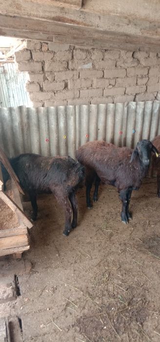 Қошқар,ұрғашы саулықтар,тоқтықойлар