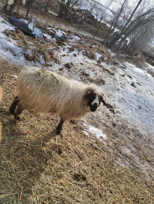 Продам кошкара двух годовалый цына договорная