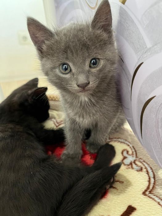 Отдам в добрые руки.