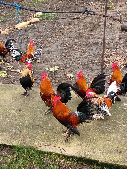 Vând cocosi mix cu mii de flori din martie