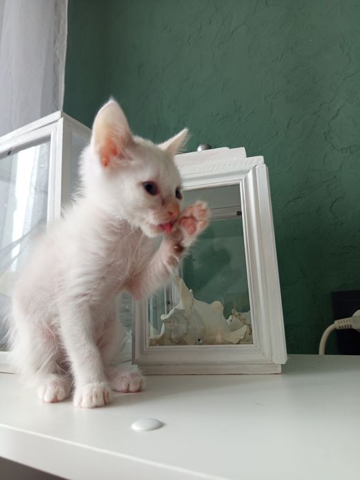 Котенок,в надёжные руки