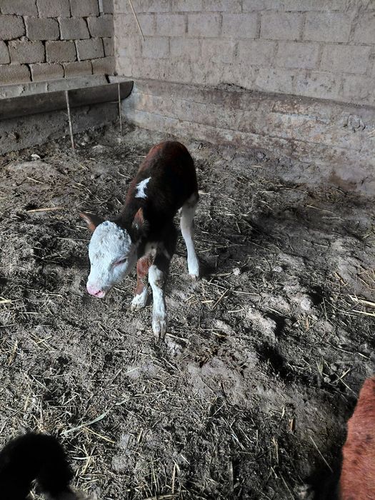 Бұзаулар бар сатылады