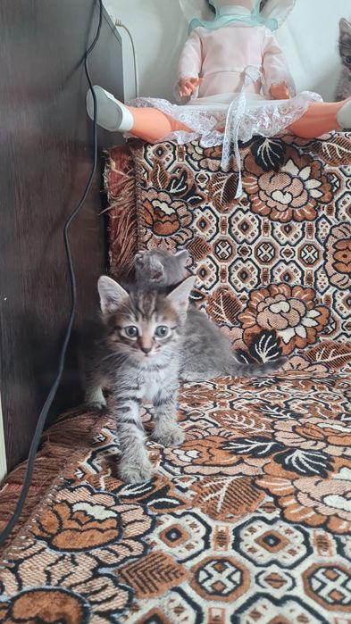 Милые, пушистые котята