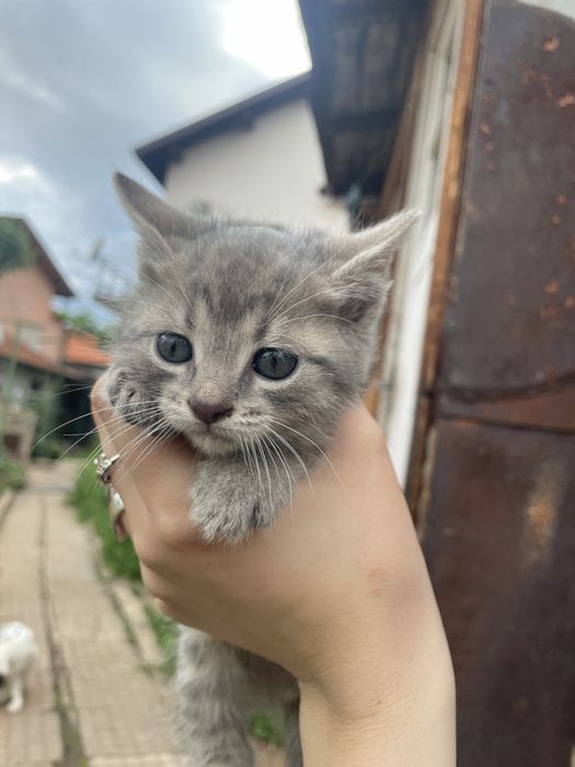 Подарявам котенца