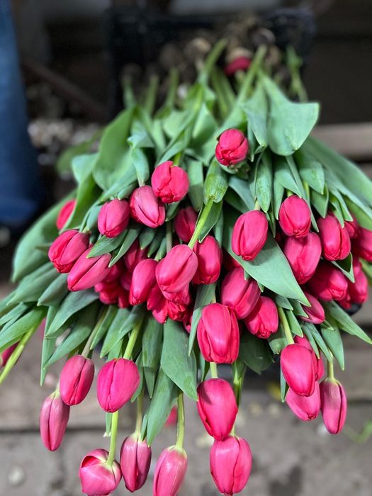 Тюльпаны оптом Петропавловск