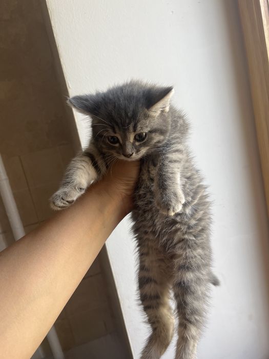 Отдам котенка британка 2 месяца