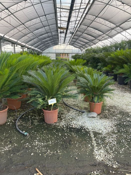 Photinia. Leandru. Palmierii cycas revolut.