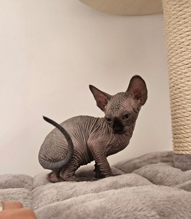 Fetita sphynx/sfinx  SUPERBA!
