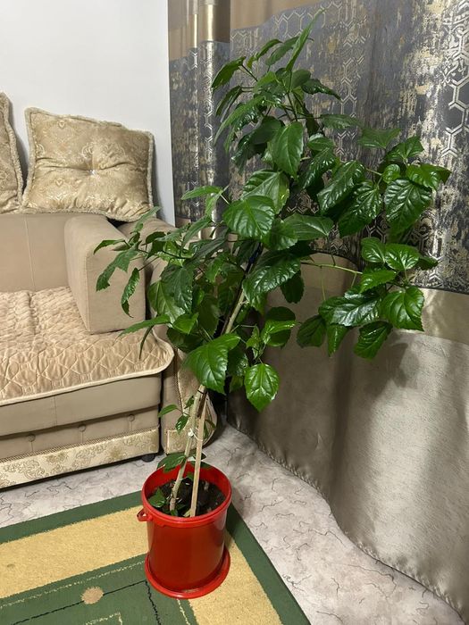 Цветы Китайская роза