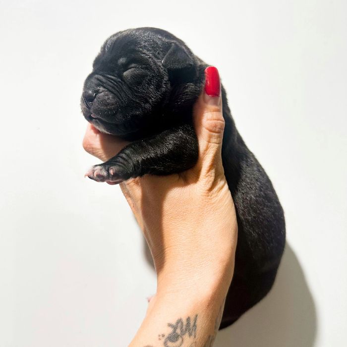 Американский стаффордширский терьер