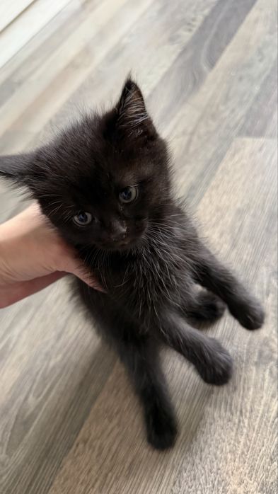 Маленький котенок