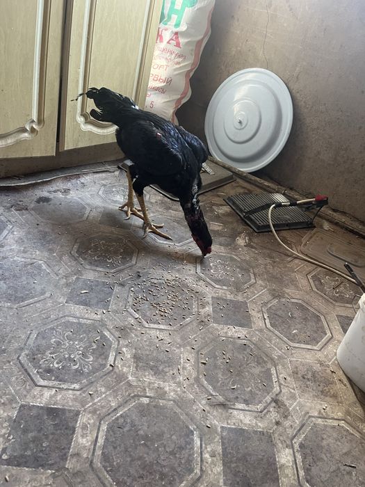 Бойцовый дакан ганой микс китай 7 месяцев