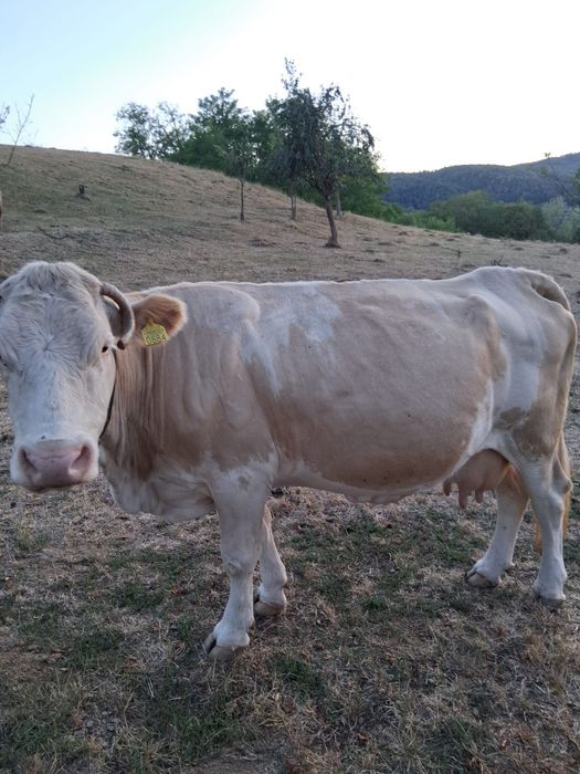 Vacă de vanzare.