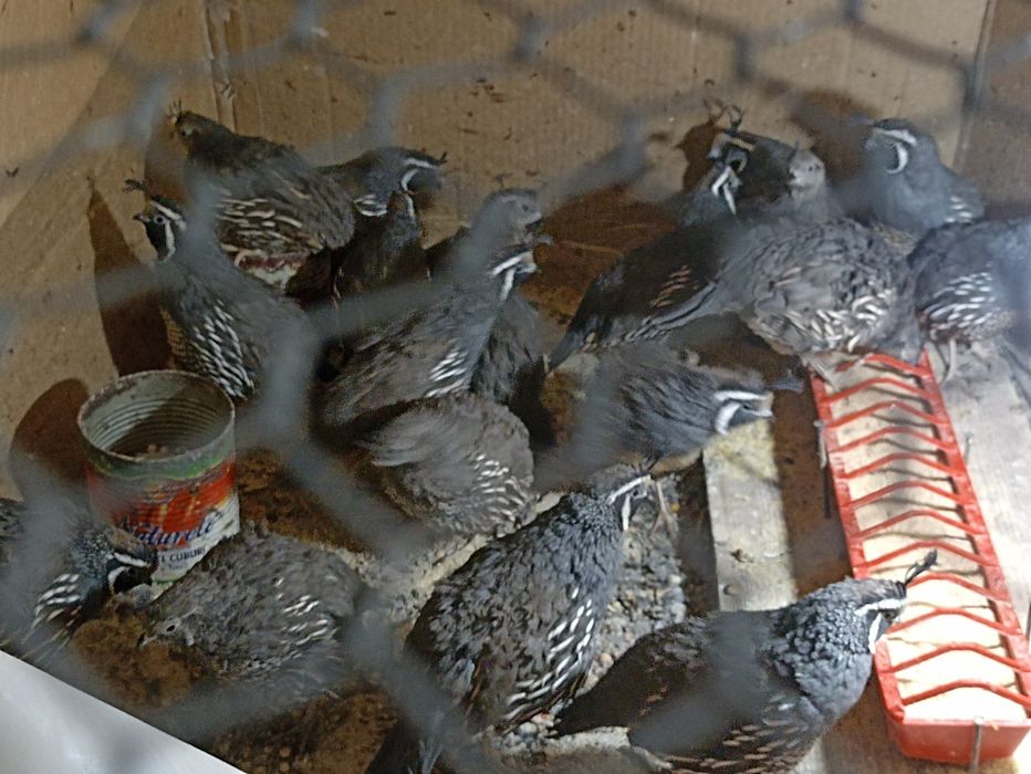 Vînd prepelițe  Californiene ,  pui din anul 2025 .