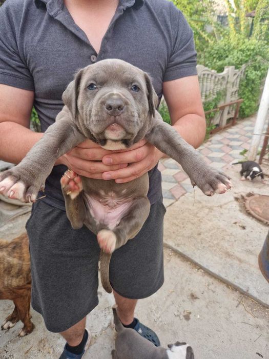 Продам щенков кубинский питбуль.