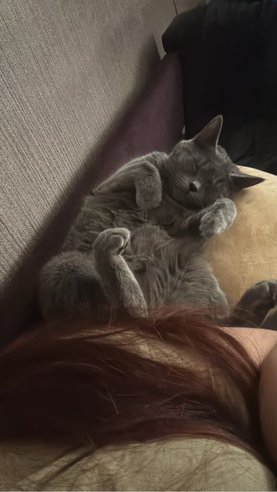 Отдам кота британец 1,6 года