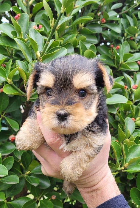 Йоркширски териер  - мини!!!