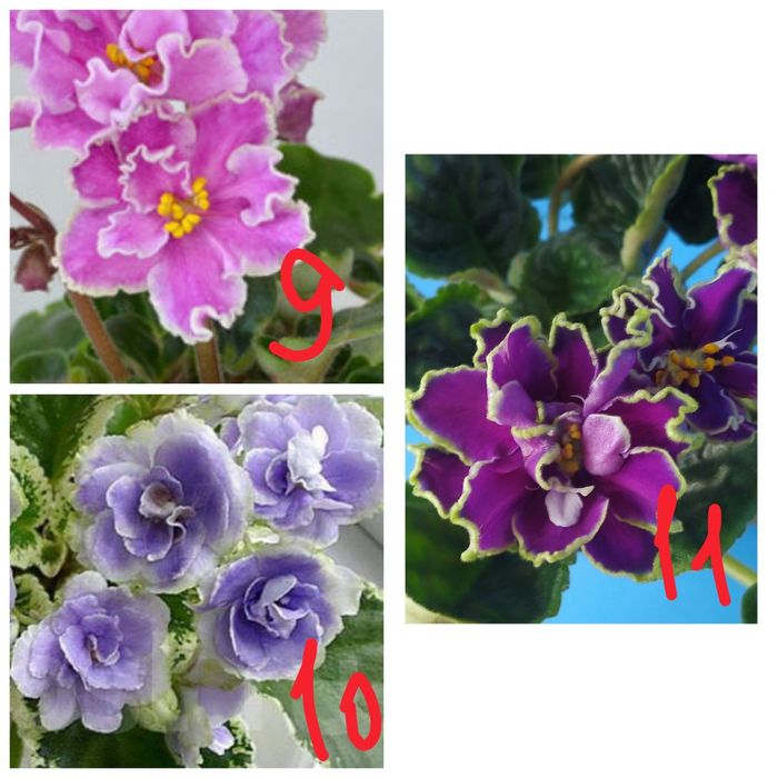 Продам детки сортовых фиалочек
