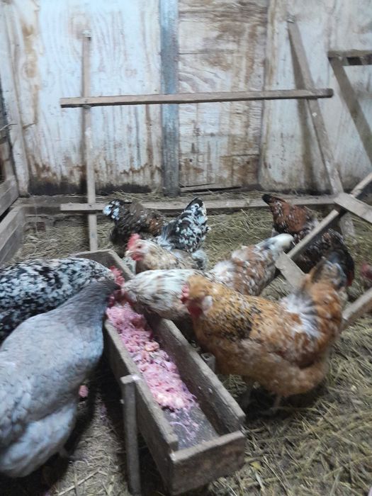 Инкубационное яйцо