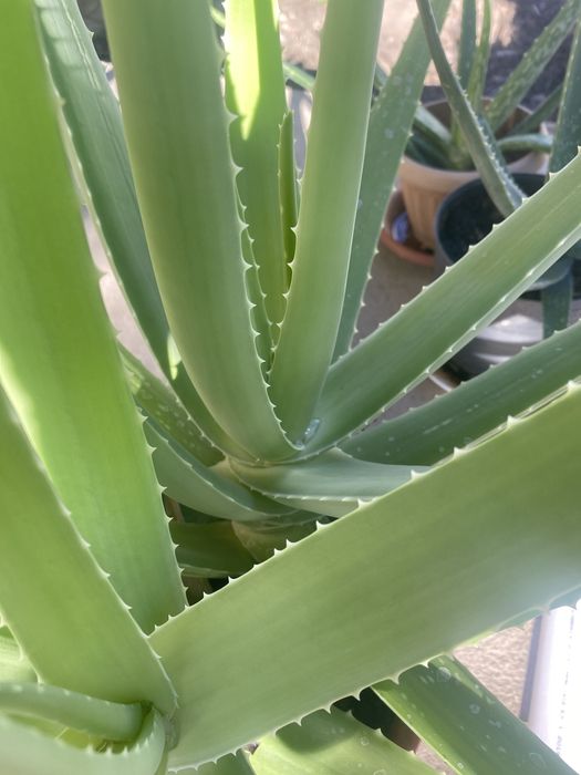 Продам лечебное алое