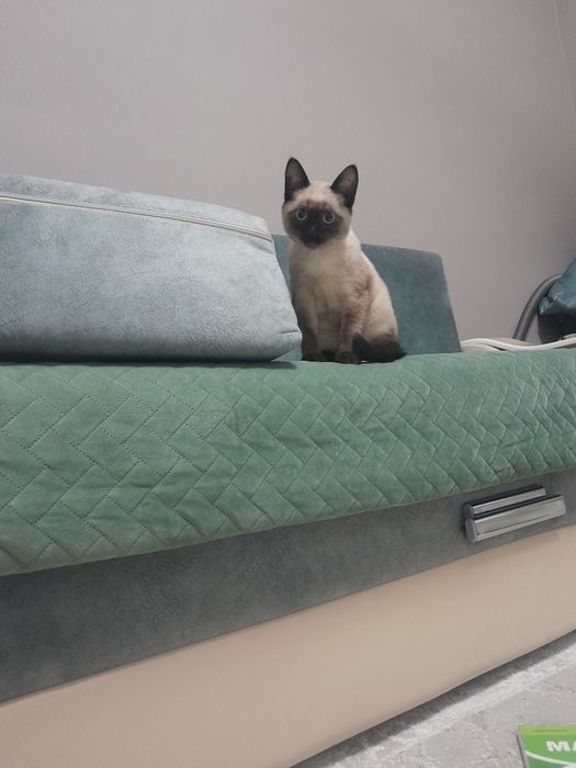 Питомец домашняя