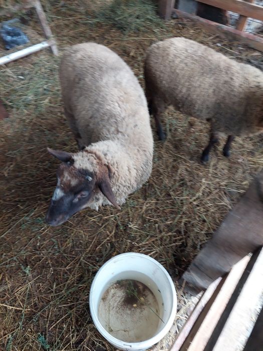 Vând 2 berbecuti tineri