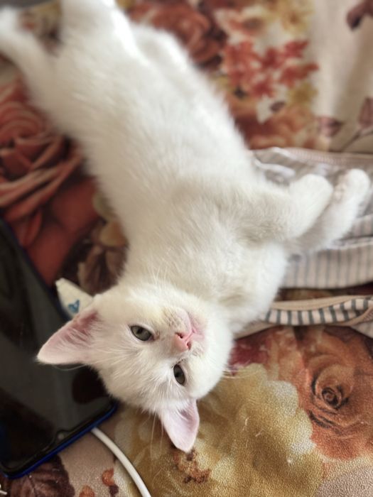 Продам котят скоттиш страйт