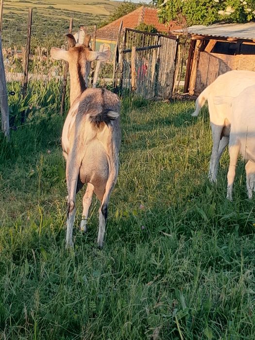 Capra metis anglonubian