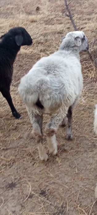 Урғашы тоқтылар сатылады