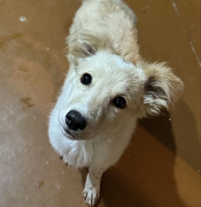 Отдам щенка (девочка)в добрые руки