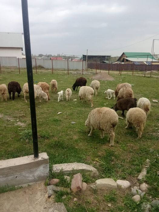 Продам баран есть большие и средние