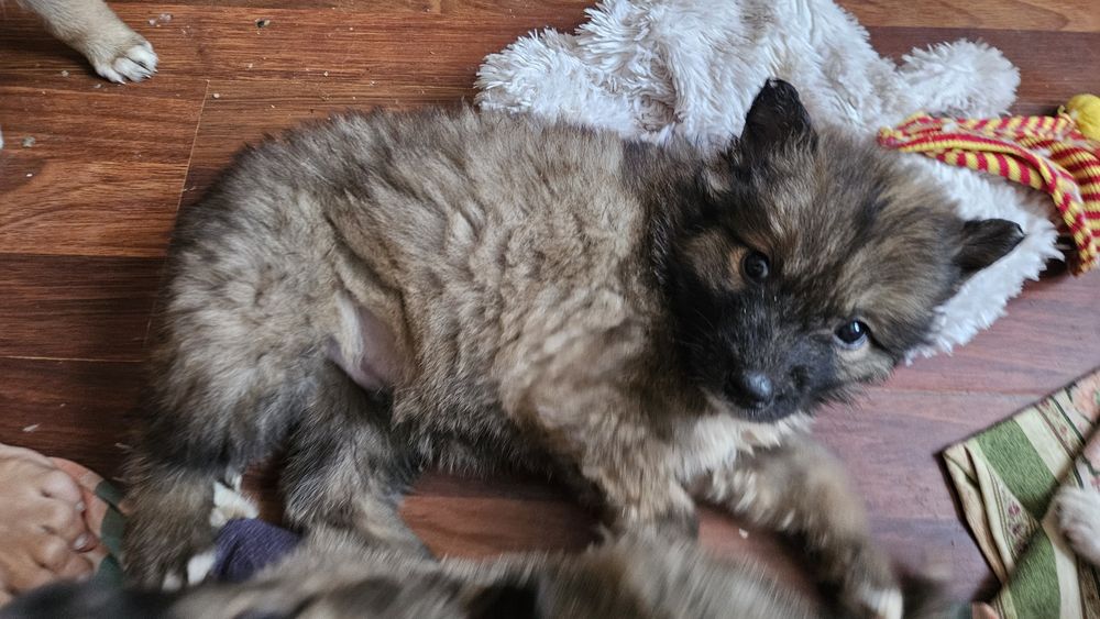 Отдам щенка в добрые руки