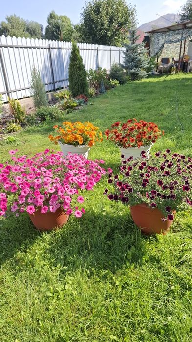 Продам цветы в кашпо