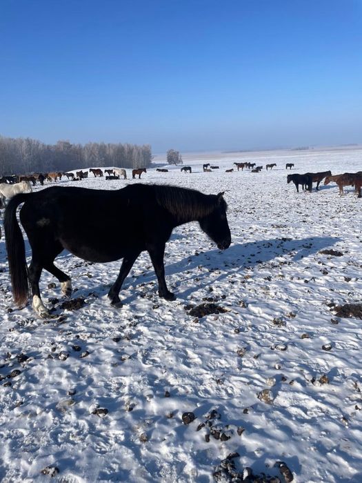 продам кобылу и жеребца