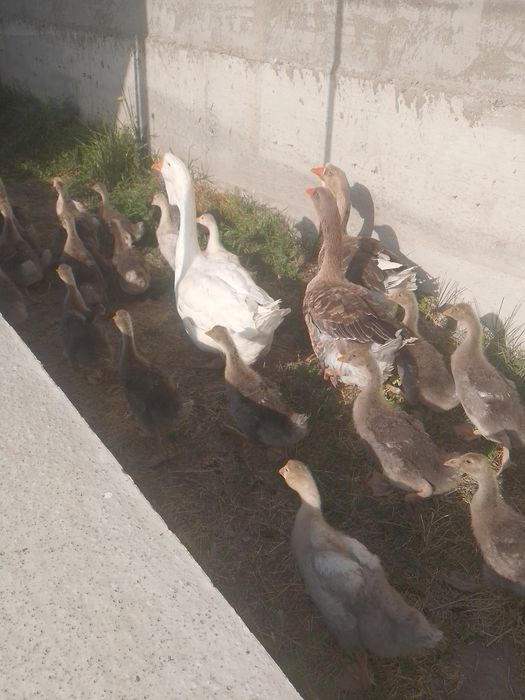 Продам Гусят крупно серые