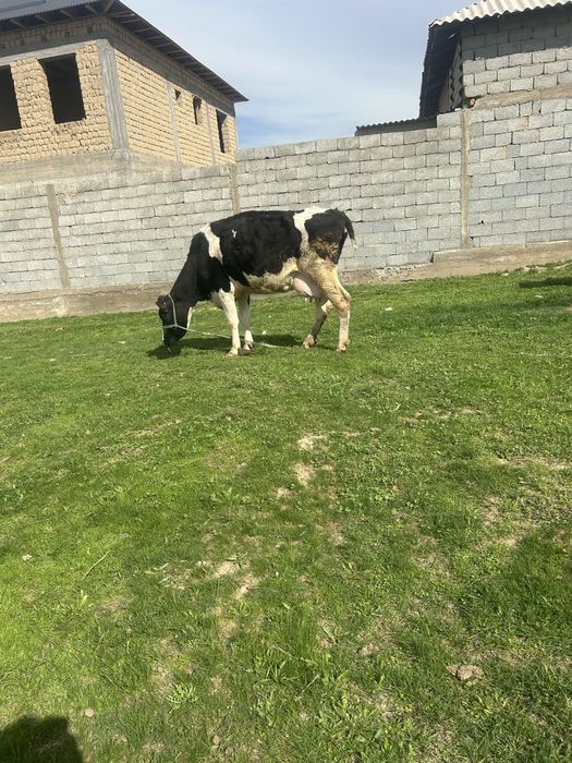 Гольштин черный пестер