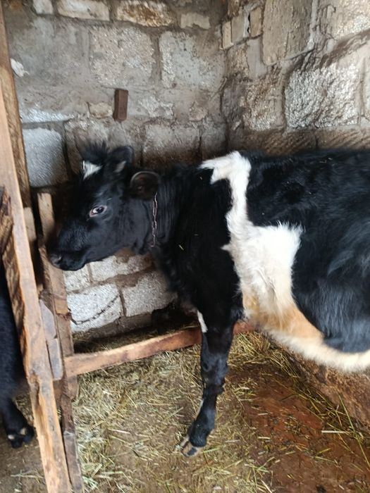 Продам тёлку голштин