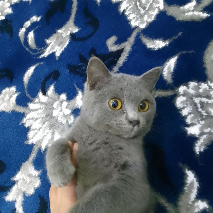 Скоттиш Страйт сотилади