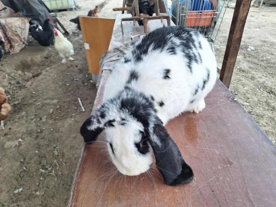 Iepure femela la 5.6 kg