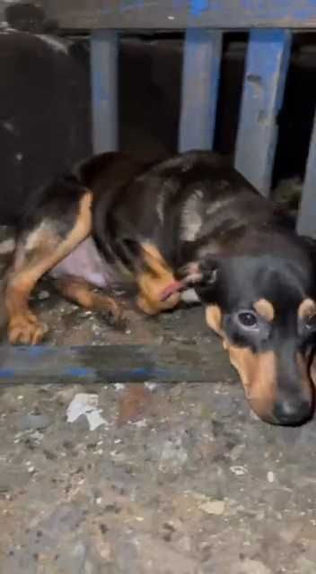 Чей щенок? Ищем владельцев!